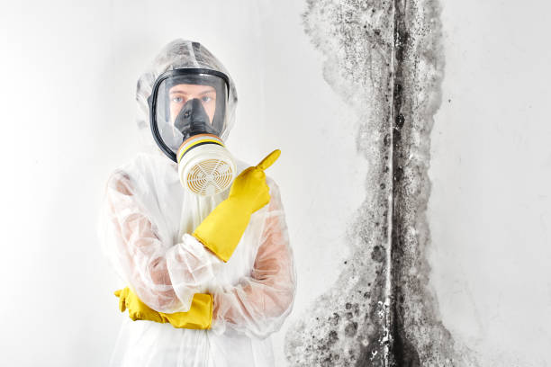 Mold Removal for HVAC Installations in Paramount, CA